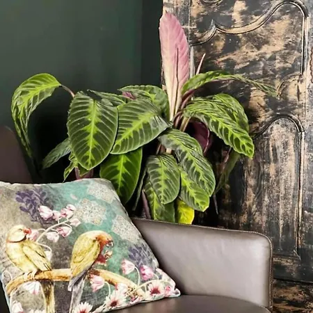 Cozy Couple Retreat Near Thermes Appartement